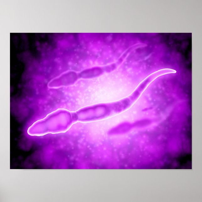 Microscopic View Of Male Sperm Cells Poster (Front)