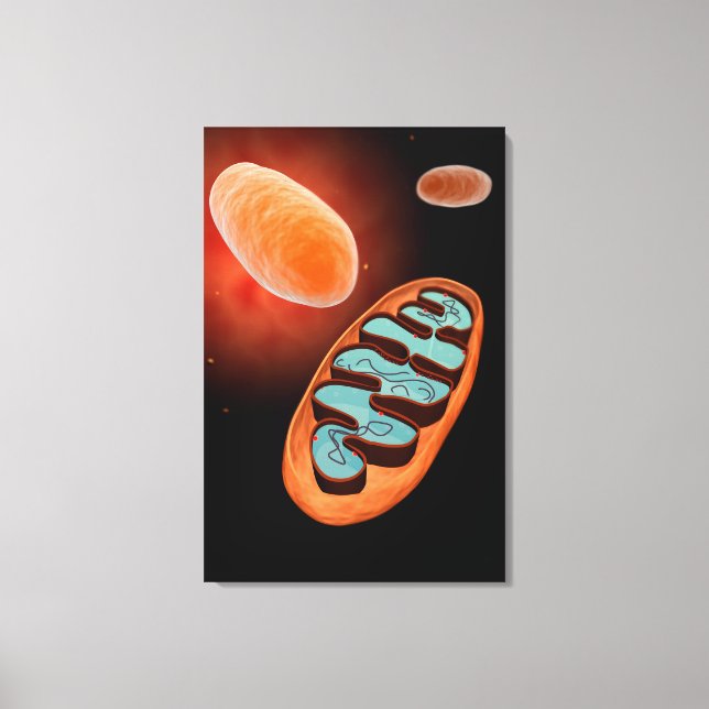 Microscopic View Of Mitochondria 1 Canvas Print (Front)