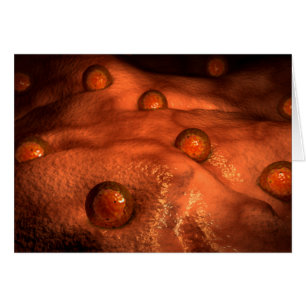 Microscopic View Of Ovules