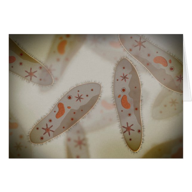 Microscopic View Of Paramecium 1 (Front Horizontal)
