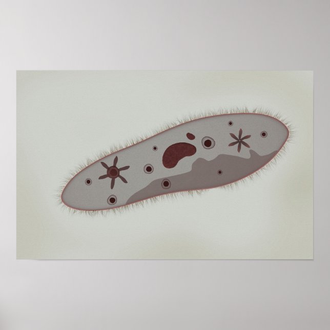 Microscopic View Of Paramecium 3 Poster (Front)