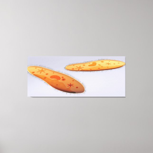 Microscopic View Of Paramecium 4 Canvas Print (Front)