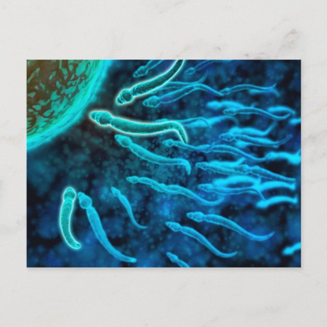 Microscopic View Of Sperm Swimming Towards Egg 1 Postcard (Front)