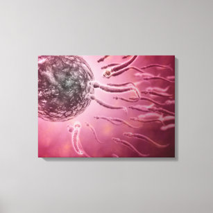 Microscopic View Of Sperm Swimming Towards Egg 4 Canvas Print