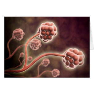 Microscopic View Of Stachybotrys Chartarum