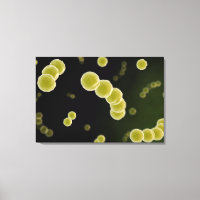Microscopic View Of Streptococcus 1