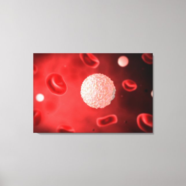 Microscopic View Of White Blood Cells Canvas Print (Front)