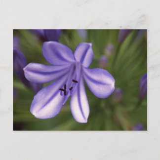 Microscopic View Postcard