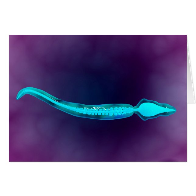 Microscopic View Showing Bone Structure Of Sperm (Front Horizontal)