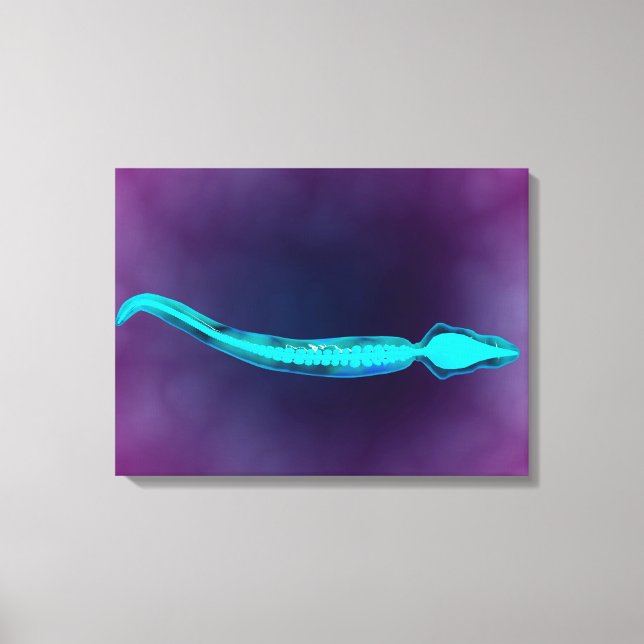 Microscopic View Showing Bone Structure Of Sperm Canvas Print (Front)