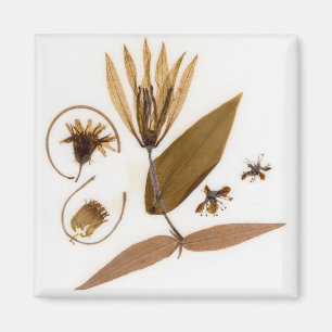 Mid-Century Modern Pressed Dried Flowers Magnet