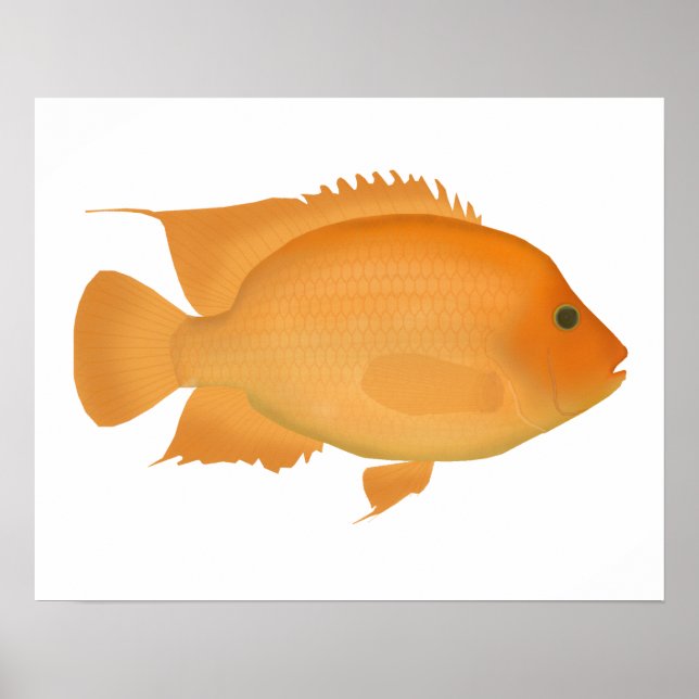 Midas Poster (Front)