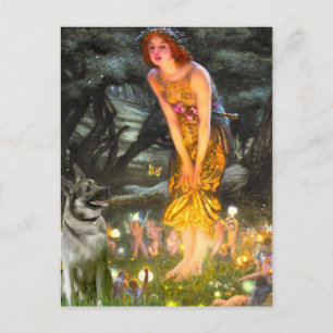 MidEve - Norwegian Elkhound Postcard