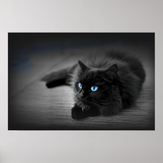 Midnight Blue Eyes — Black Cat Wall Art Poster