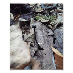 Midnight Cap Photo Print