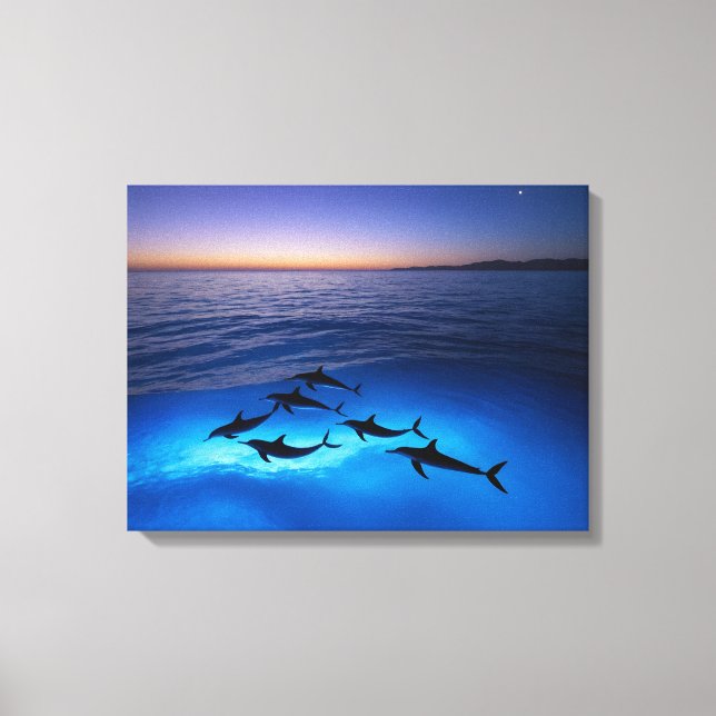 Midnight Dolphins Canvas Print (Front)
