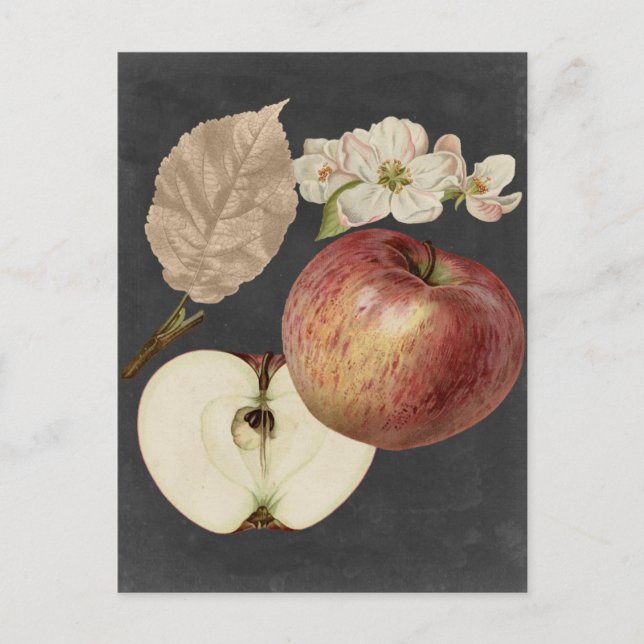 Midnight Harvest II Postcard (Front)