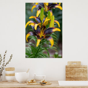 Midnight Majesty: Black Hybrid Asiatic Lily Poster