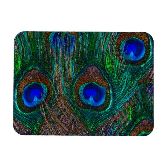 Midnight Peacock Feathers Etching Style Decor Magnet (Horizontal)