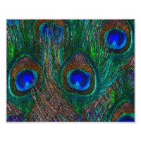 Midnight Peacock Feathers Etching Style Decor