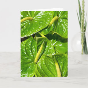 Midori Anthuriums Card
