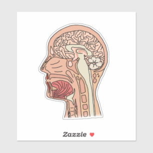 Midsagittal Brain Cross Section