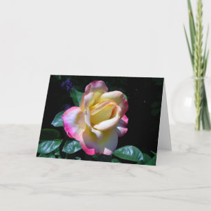 Midsummer Garden Rose Card