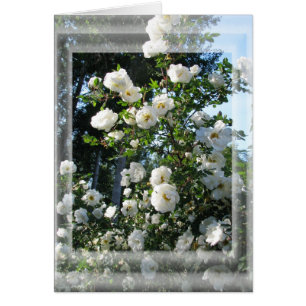 Midsummer Roses