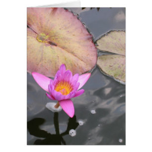 Midsummer Water Lily