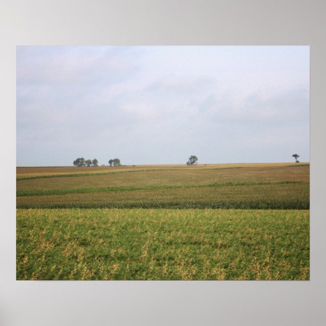 Midwest Cornfield Landscape Colour 16x20 Poster (Front)