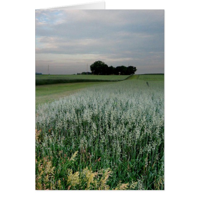 Midwest Farmland Wheat Field (Front)