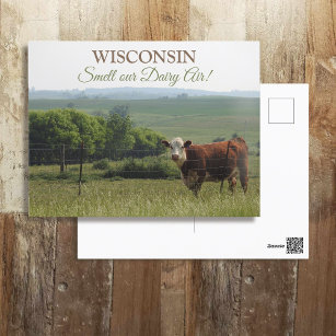Midwest Photography   Beautiful Cow and Scenery Postcard