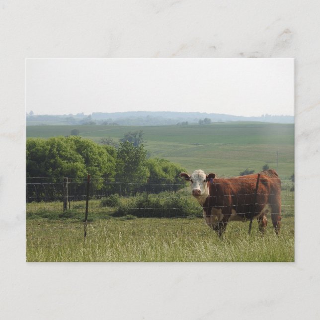 Midwest Photography | Beautiful Cow and Scenery Postcard (Front)