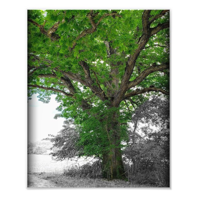 Might Tree Photo Print (Front)