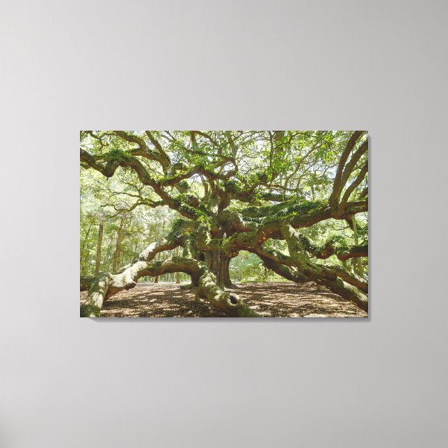 Mighty Angel Oak Canvas Print (Front)