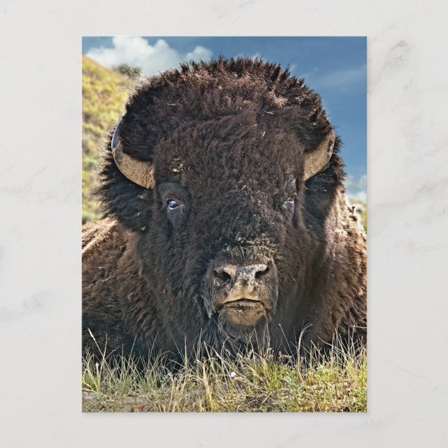 Mighty Bison Postcards (Front)