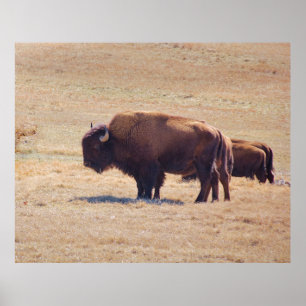 Mighty buffalo roaming the Oklahoma plains Poster