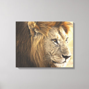Mighty Lion Canvas Print