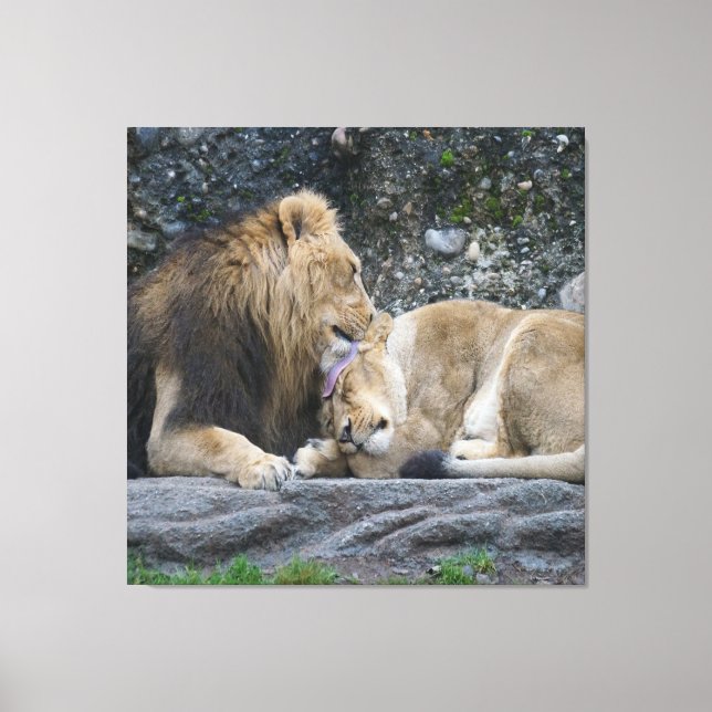 Mighty Lion Love Canvas Print (Front)