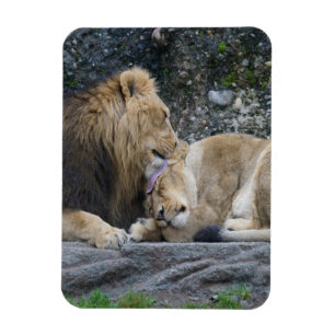 Mighty Lion Love Magnet