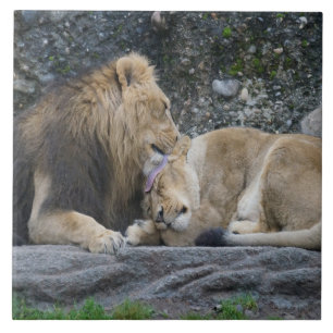 Mighty Lion Love Tile