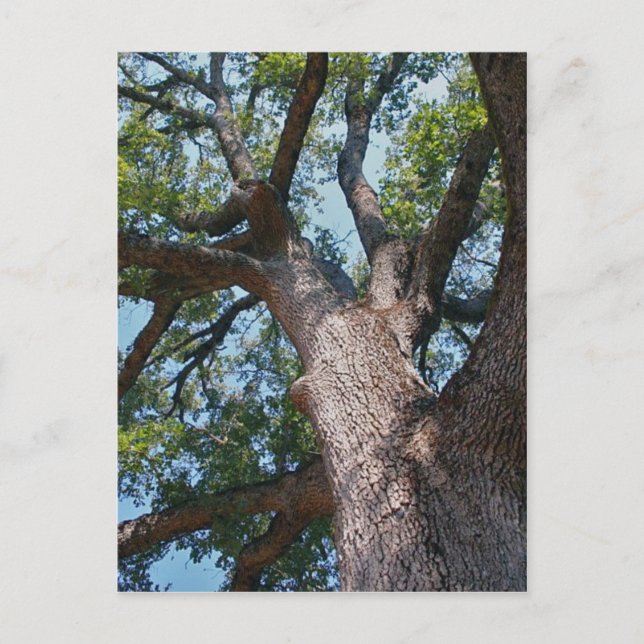 Mighty Oak Postcard (Front)