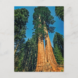 Mighty Redwood Postcard