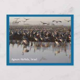 Migrating Birds Postcard