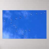 Migrating Birds