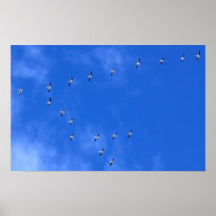 Migrating Birds Poster