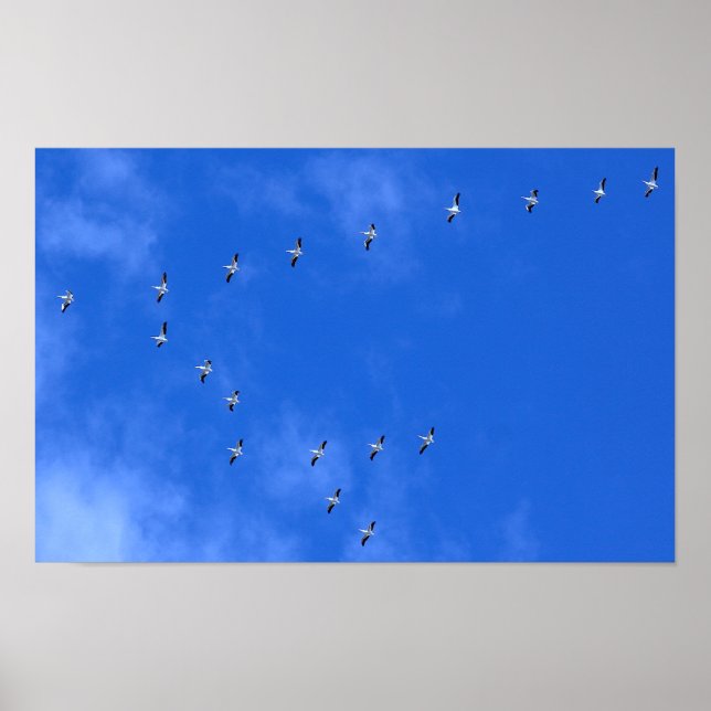 Migrating Birds Poster (Front)