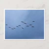 Migrating Geese in V-Formation