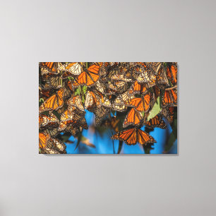 Migrating monarch butterflies cling to leaves canvas print