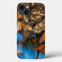 Migrating monarch butterflies cling to leaves